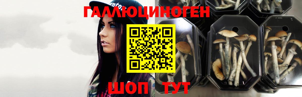 Галлюциногенные грибы GOLDEN TEACHER Чебоксары